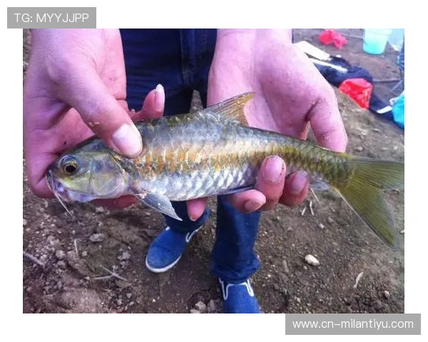 博鱼app官网用户评价与反馈汇总助你了解真实游戏体验 博鱼app官网用户评价与反馈汇总助你了解真实游戏体验