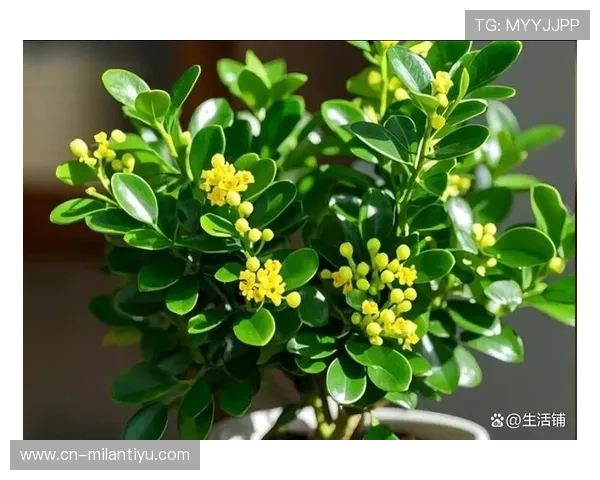 米兰开花时间:根据季节变化安排米兰的花卉观赏与旅游行程 米兰开花时间:根据季节变化安排米兰的花卉观赏与旅游行程
